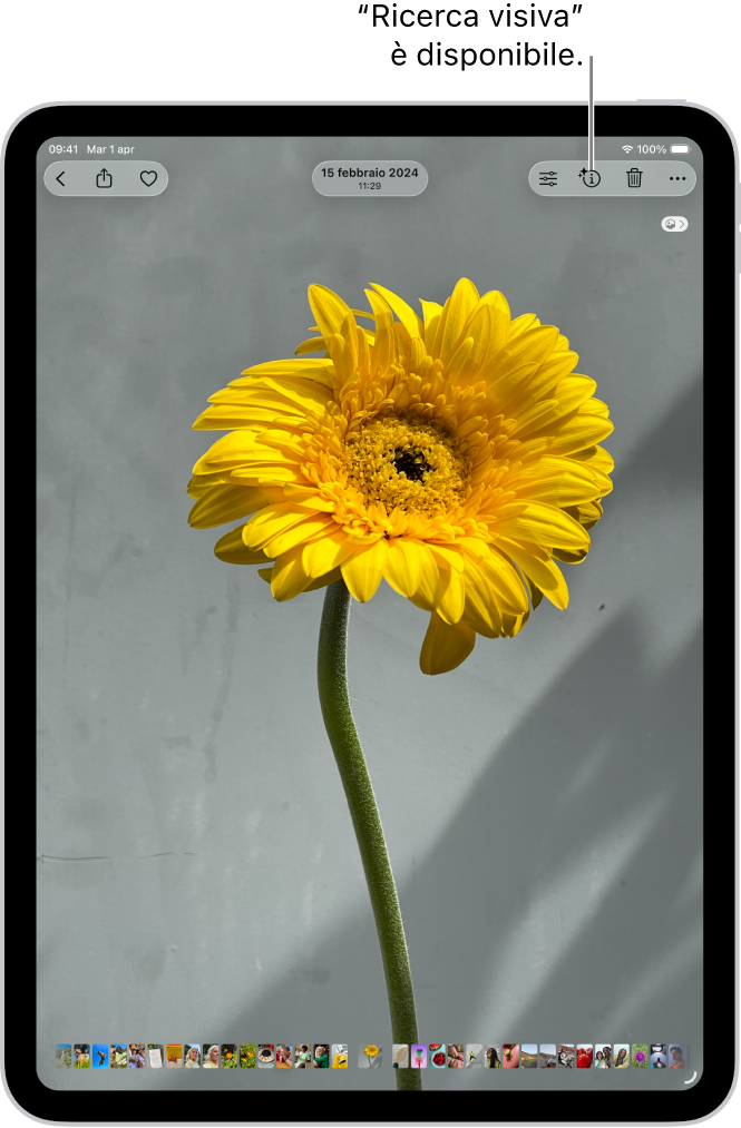 Una foto è aperta nell’app Foto. Nella parte superiore dello schermo, il pulsante Informazioni mostra un’icona che indica che sono disponibili informazioni da “Ricerca visiva”.