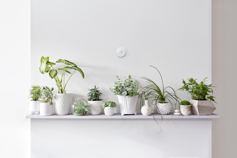 Nest Thermostat on wall above plants