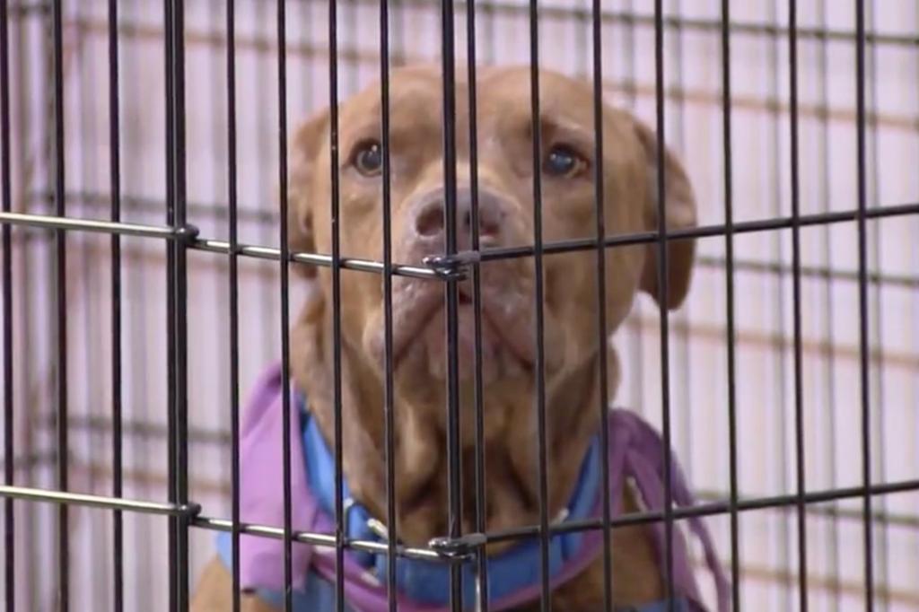 Pit bull in a shelter