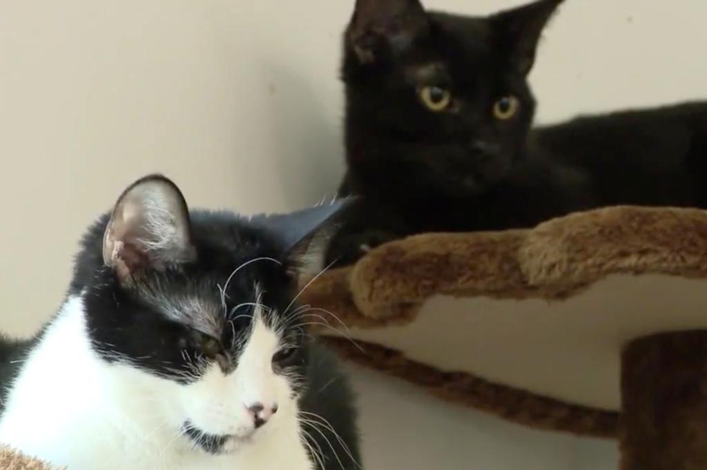 Cats in a shelter