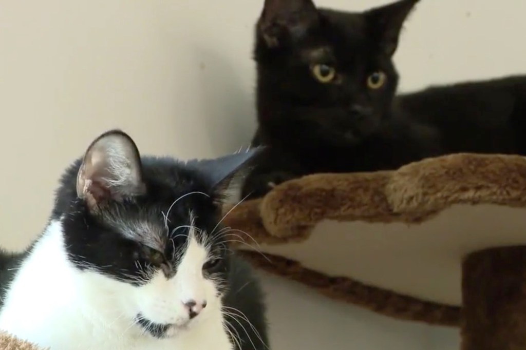 Cats in a shelter