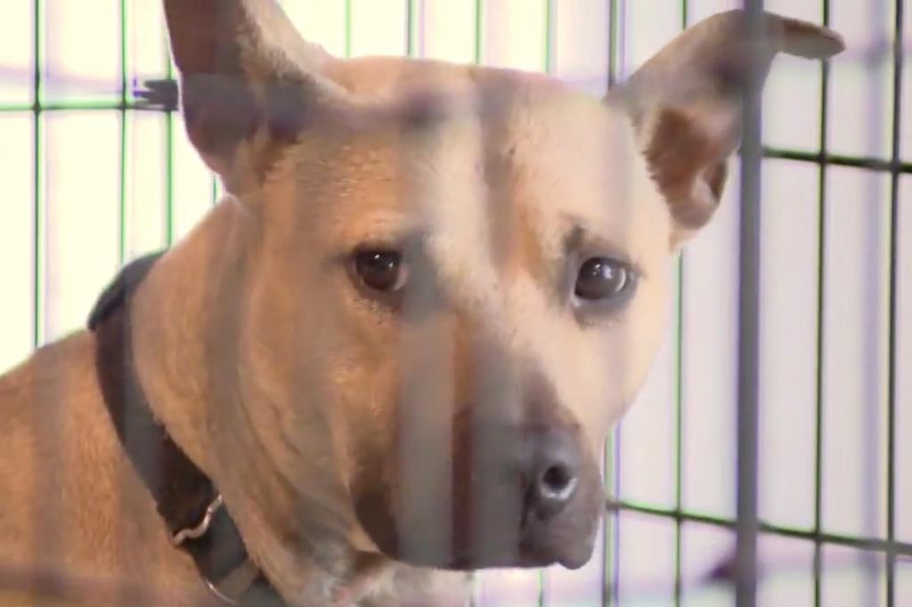 Animals at Pet Rescue by Judy