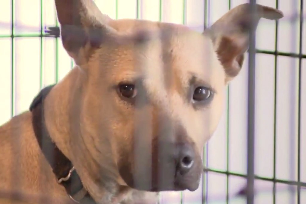 Animals at Pet Rescue by Judy